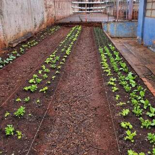 Alfaces plantadas na horta da Escola Municipal Padre Heitor Castoldi (Foto: Divulgação)