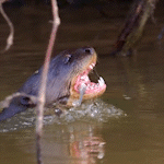 Fotógrafo registra ariranha durante "café da manhã" no Pantanal