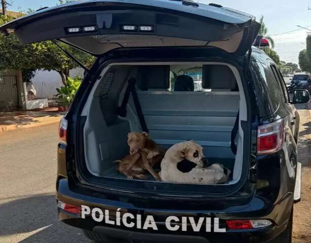 Pitbull e boxer s&atilde;o resgatados com sinais de desnutri&ccedil;&atilde;o e maus-tratos
