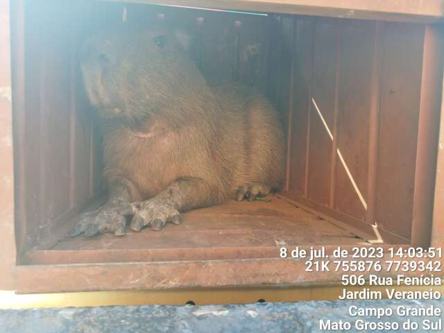 Capivara refugiada em casa abandonada &eacute; resgatada pela PMA