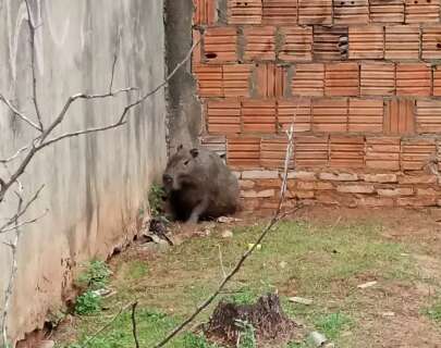 Assustada, capivara busca ref&uacute;gio em casa abandonada no bairro Estrela Dalva    