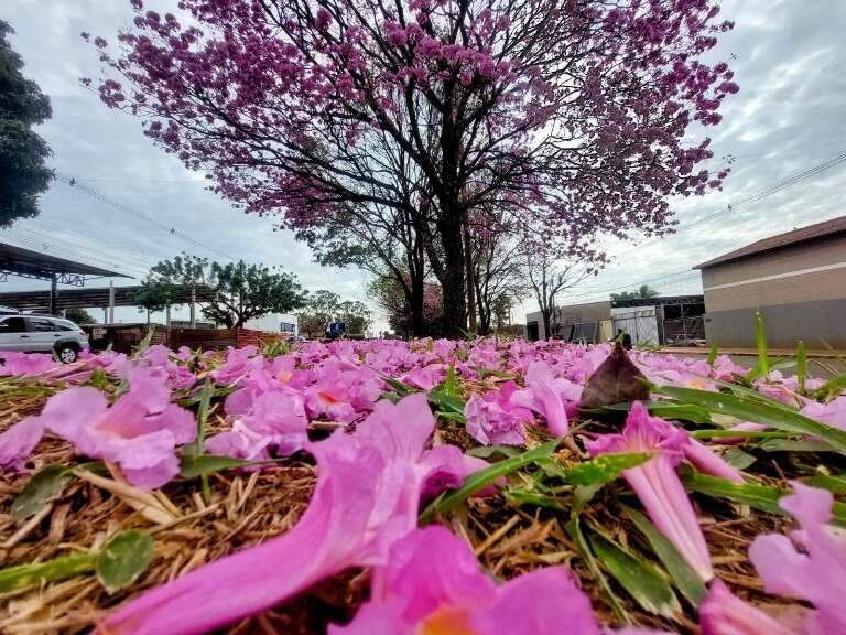 Campo Grande News