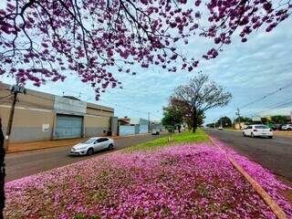 Tapete de flores de ipê na avenida Gunter Hans, saída para Sidrolândia. (Foto: Jairton Bezerra)