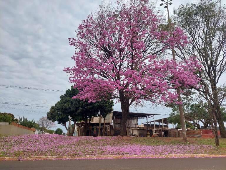 Campo Grande News