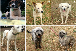 Cães disponíveis para adoção no CCZ de Campo Grande em publicações no Instagram (Foto: Reprodução)