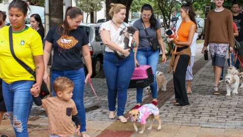 Em parceria com UFMS, prefeitura já fez dois mil procedimentos em cães e gatos