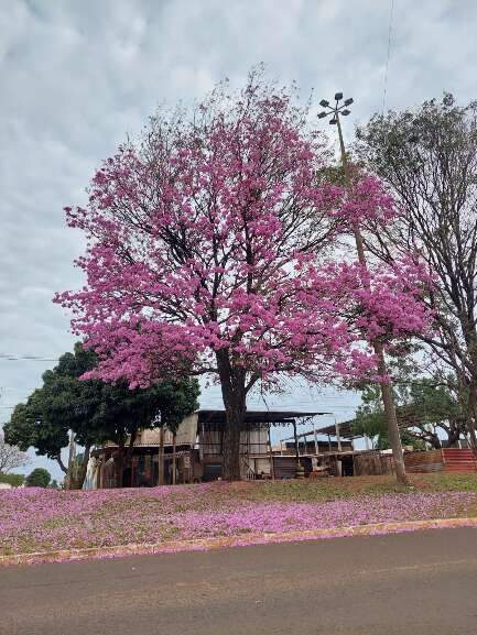 Campo Grande News