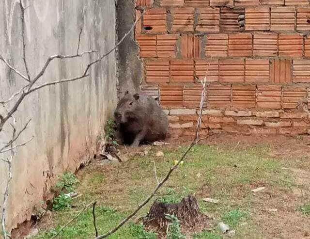 Assustada capivara busca refúgio em casa abandonada no bairro Estrela