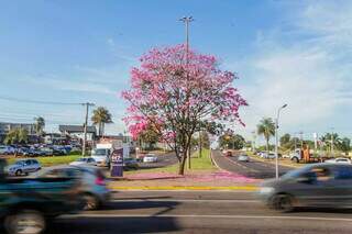 Beleza do ipê rosa em meio ao centro urbano e trânsito de carros (Foto: Marcos Maluf)