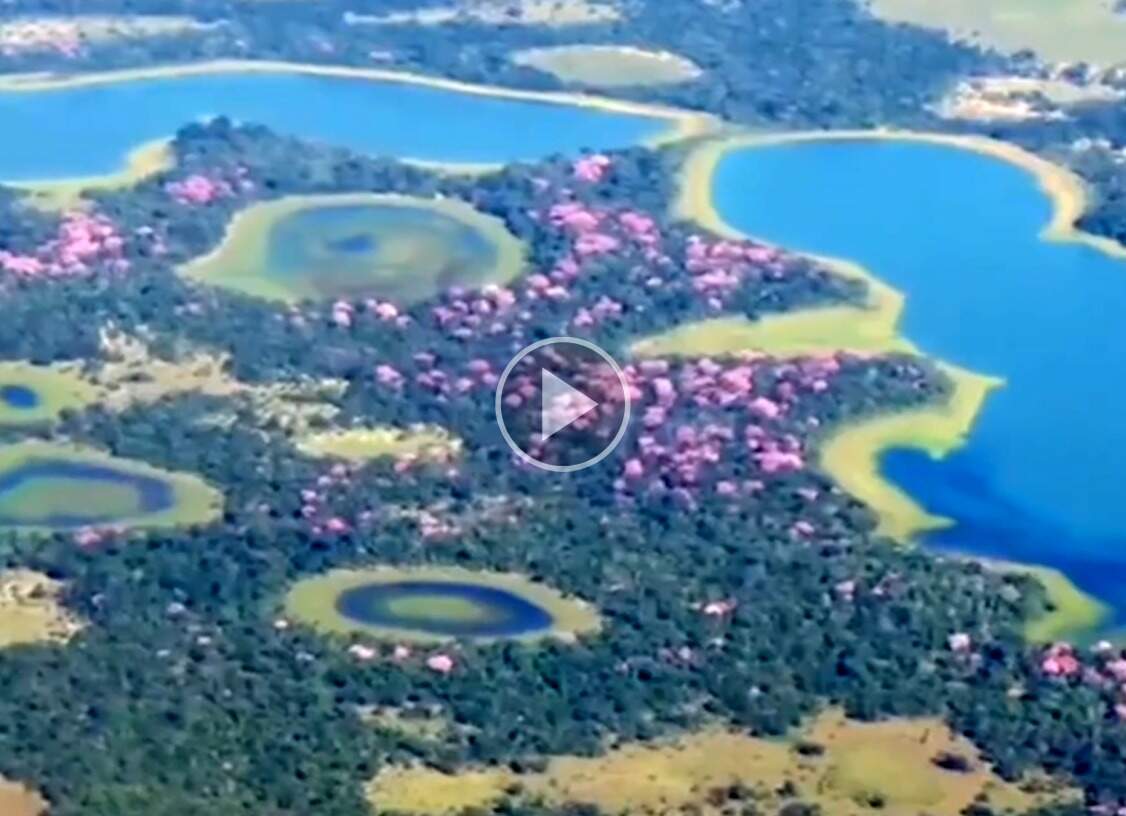 Florada de ipês-rosas realça beleza do Pantanal sul-mato-grossense 