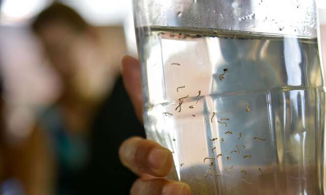 Estado registra 812 casos de dengue em uma semana