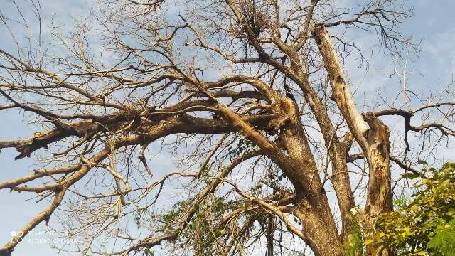 Moradores temem que &aacute;rvore seca de 20 metros caia em cima de casa