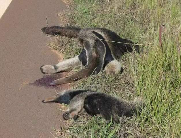 Com 12 mil animais mortos em rodovias, &quot;Estrada Viva&quot; &eacute; esperan&ccedil;a