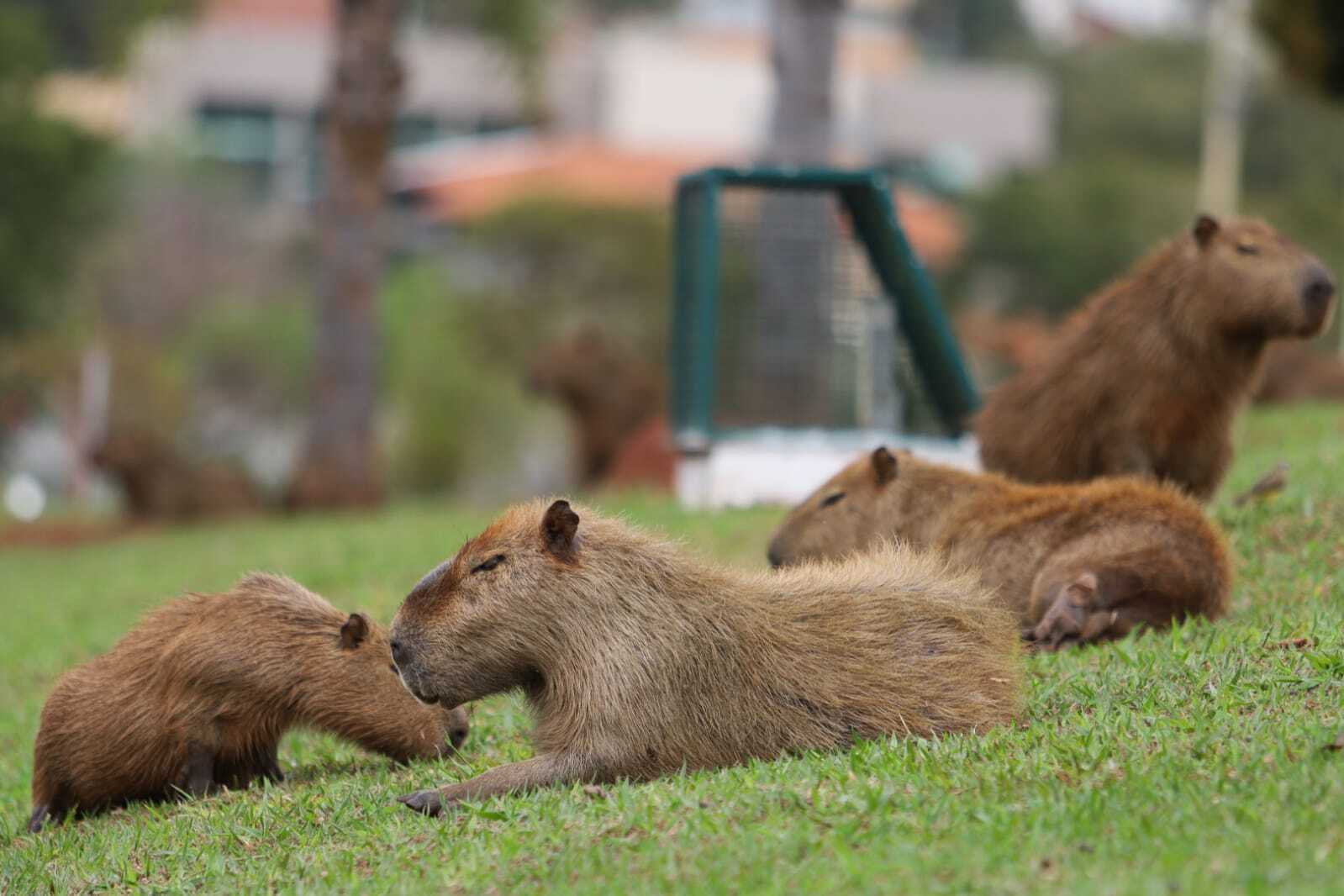 O corpo eu já tenho em 2023  Capivara, Fotos de capivara, Capivaras