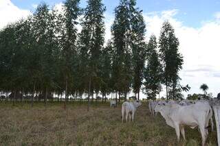 Rebanho criado a pasto em MS; gado deve ter acesso a bosques que protejam contra a perda de calor por eventos climático. (Foto: Dalízia Montenário/Embrapa-Gado de Corte)