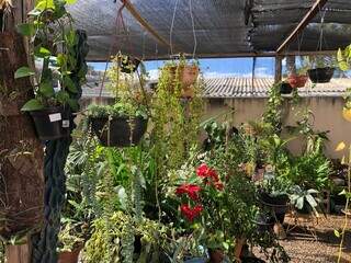 Nos fundos, moradora tem coleção de plantas que se espalham. (Foto: Jéssica Fernandes)