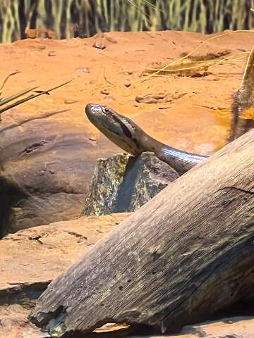 Dia da Cobra: &quot;Gaby&quot; do Bioparque &eacute; uma das mais de 70 esp&eacute;cies pantaneiras