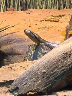 Dia da Cobra: "Gaby" do Bioparque é uma das mais de 70 espécies pantaneiras