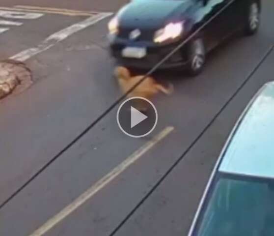 V&iacute;deo: motorista foge ap&oacute;s atropelar cachorro no Coophatrabalho