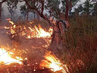 Equipes dos Bombeiros apagando incêndio no Pantanal (Foto: Corpo de Bombeiros MS)