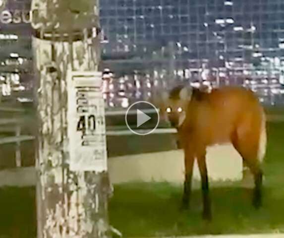 Lobo-guar&aacute; &ldquo;desfila&rdquo; no centro de Navira&iacute; em passeio noturno; veja v&iacute;deo