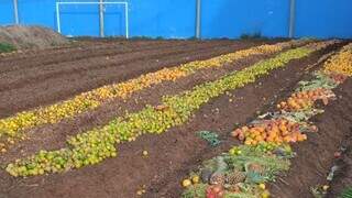 Adubo é produzido em área de 1.200 metros, em Campo Grande. (Foto: Reprodução/FAC)