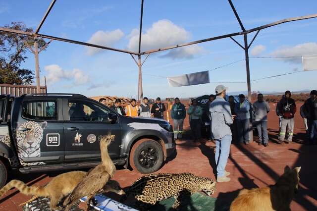 Motoristas recebem orienta&ccedil;&atilde;o para evitar atropelamentos da fauna pantaneira