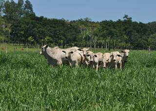Bovinos criados a pasto em propriedade rural; excesso de oferta puxou preços da arroba para baixo no primeiro semestre. (Foto: Arquivo)