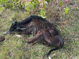 Animal morto, com sinais de subnutrição, em chácara de Campo Grande (Foto: Divulgação/Polícia Civil)