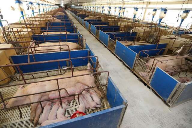Com crédito e incentivos, produção de carne suína cresce 62% em MS