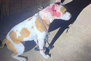 Cachorro foi ferido durante homicídio de jovem, em Amambai. (Foto: Amambai Notícias)