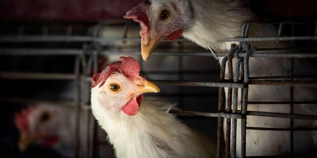 MS vai declarar estado de emergência e intensificar prevenção à gripe aviária