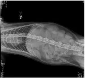 Arte de gato: Cauê engole agulha e é salvo por cirurgia gratuita 