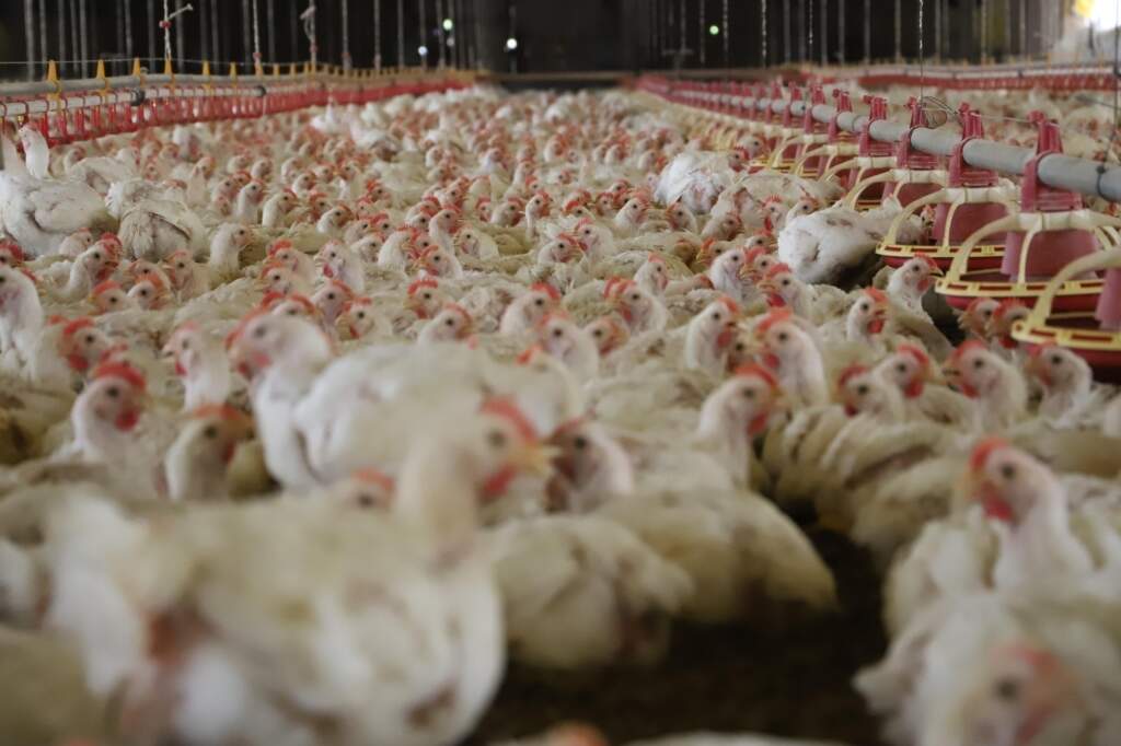 Em estado de emergência, MS publica regras para prevenir influenza aviária