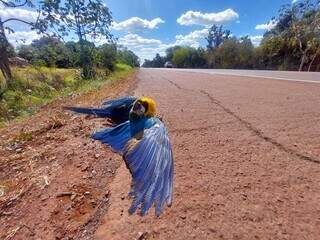 Arara-azul é encontrada morta em acostamento da BR-262, trecho próximo a Terenos (Foto: Jairton Costa)