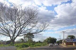 Árvore sem folhas neste inverno quente de Campo Grande. (Foto: Paulo Francis)