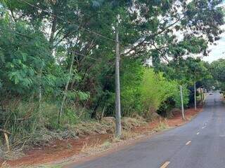 Matagal foi cortado recentemente; havia preocupação com risco de queimada (Foto: Direto das Ruas)