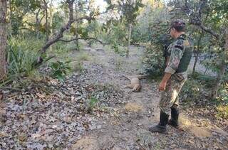 Onça-parda foi morta pelos funcionários da propriedade rural (Foto: Divulgação / PMA)