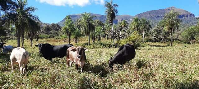 Ruralistas e ambientalistas divergem sobre lei federal em defesa do Pantanal