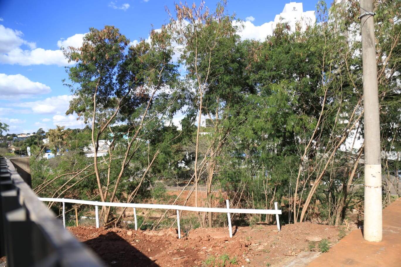 Desmatamento avança na Avenida Ricardão Brandão e paisagem ganha tapumes  
