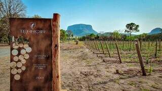 Terroir Pantanal, primeira vinícola do Estado, no Distrito de Camisão(Foto: Divulgação)