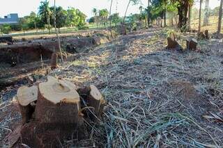 Árvores retiradas são da espécie leucena e não pertencem ao nosso bioma (Foto: Juliano Almeida)