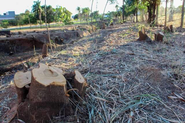 Desmatamento &agrave;s margens de c&oacute;rrego surpreende usu&aacute;rios da Pra&ccedil;a do Preto Velho