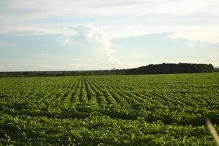 Área plantada com soja em Campo Grande (MS), dezembro de 2022. Produção do grão deve crescer 19% em 10 anos, projeta o Mapa. (Foto: Arquivo/José Roberto dos Santos)