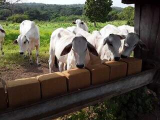 Rebanho bovino em fase de recria recebe suplementação mineral no cocho. (Foto: Divulgação)