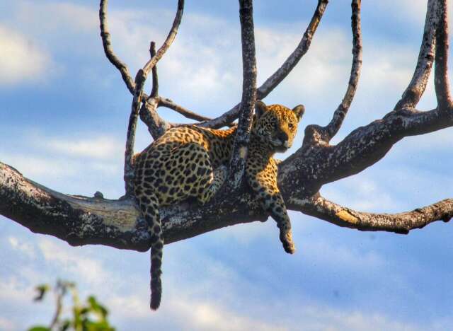 On&ccedil;a-pintada &eacute; filmada descansando na Serra do Amolar 