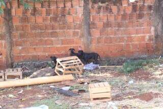 Três cachorros permaneceram em terreno durante queimada urbana. (Foto: Alex Machado)