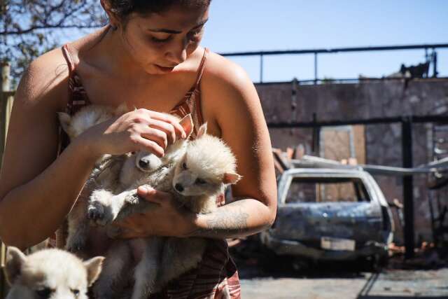 Inc&ecirc;ndio criminoso destr&oacute;i casa e pet shop; casal s&oacute; conseguiu salvar filhotes