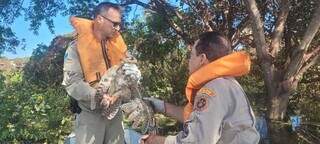 Animal sendo resgatado por equipe do Corpo de Bombeiros (Foto: Divulgação)