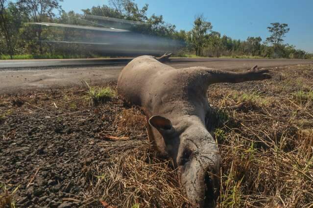 Para evitar mortes de bicho e gente, &aacute;rvores ser&atilde;o derrubadas na BR-262